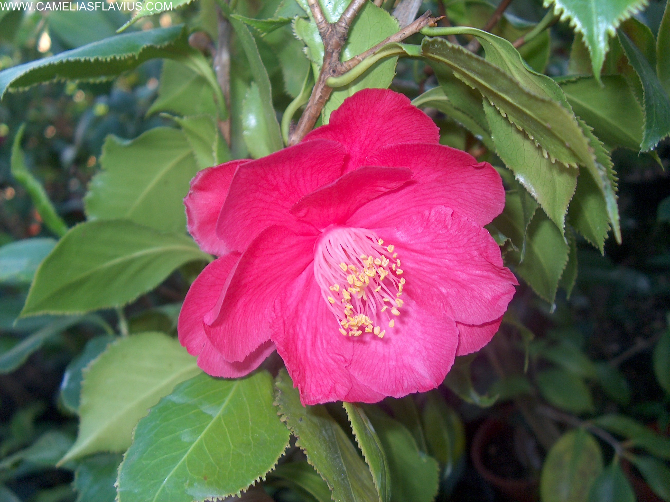 Holly Bright